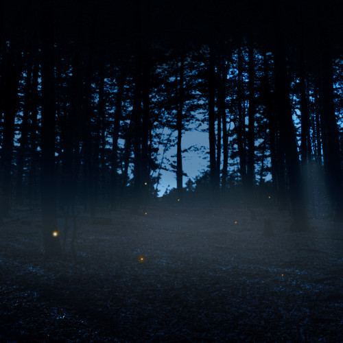 Forest-Fantasy