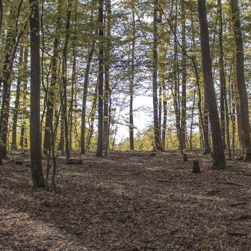 Forest-Original